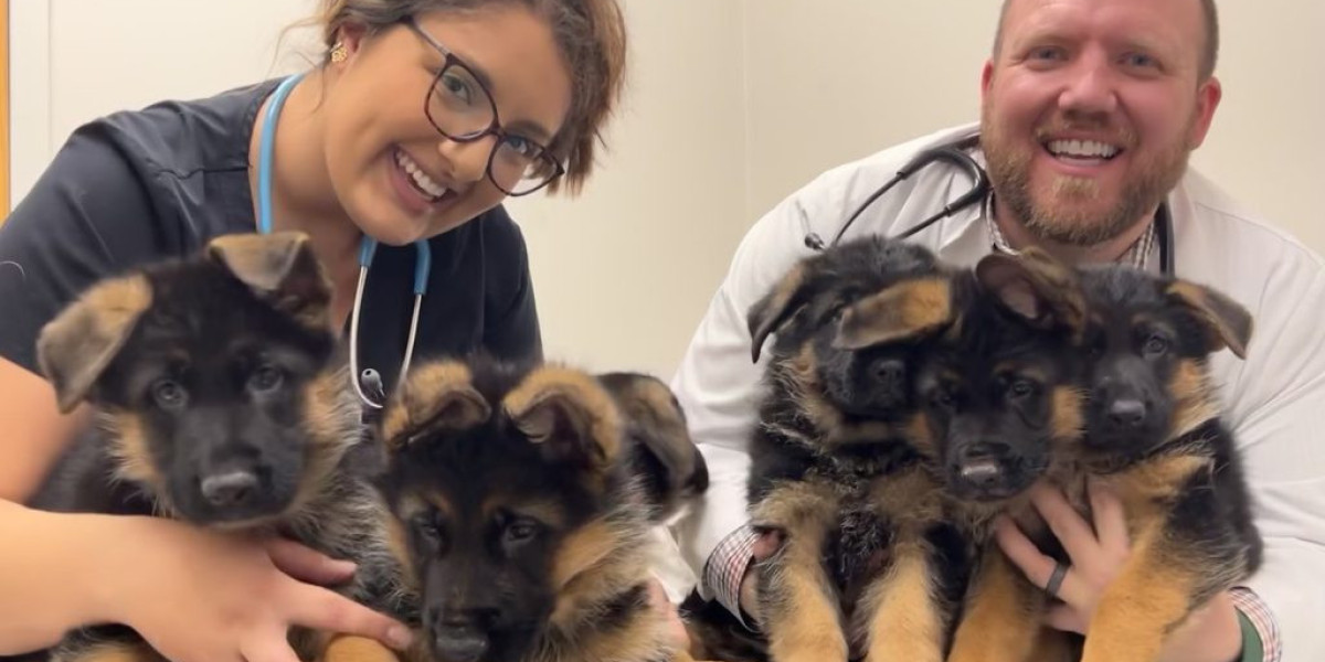 The 3 Greatest Moments In German Shepherd Dog Care History